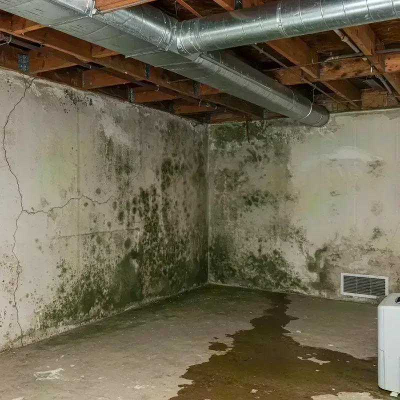 Professional Mold Removal in Adams County, ID